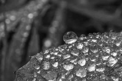 Close-up of water drops on plant