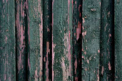 Full frame shot of tree trunk in forest