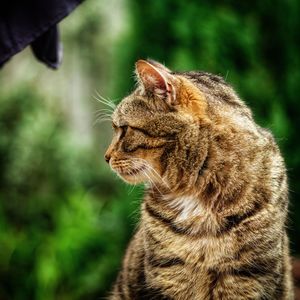 Close-up of a cat looking away