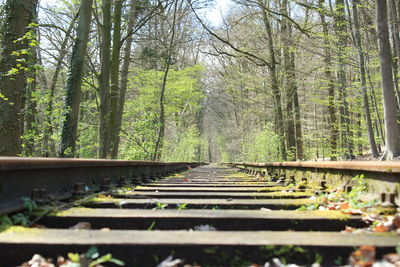 Railroad track amidst trees in forest