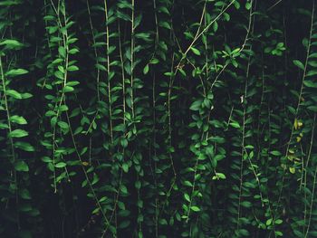 Full frame shot of hanging vines