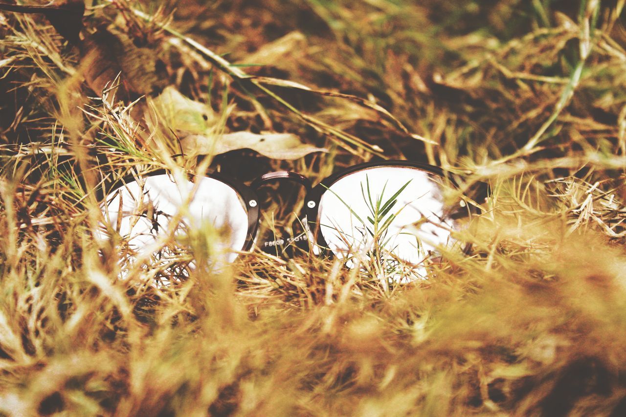 nature, growth, grass, plant, field, no people, outdoors, tranquility, day, beauty in nature, close-up, fragility