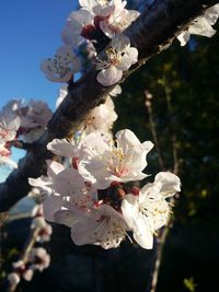 Close-up of white cherry blossom tree