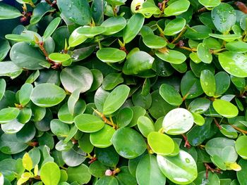 Full frame shot of leaves