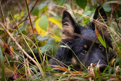 Close-up portrait of a dog on field