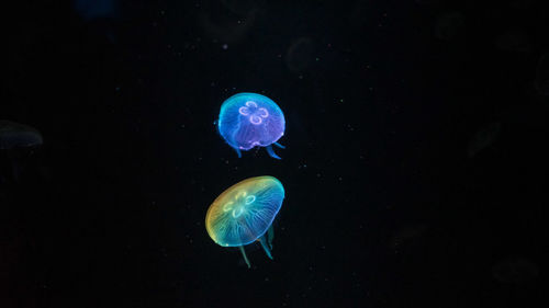 Jellyfish swimming in sea