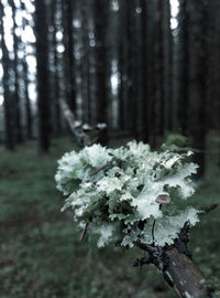 Close-up of white flowering plant growing on field