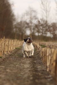 Portrait of dog