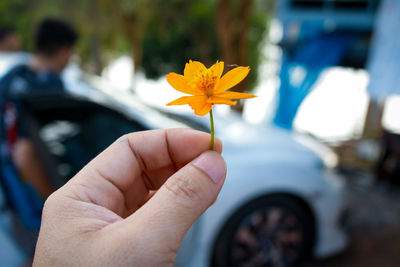 Close-up of hand holding red flower