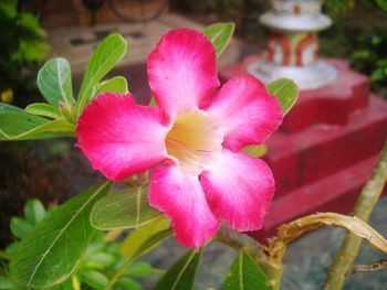 Close-up of pink day lily blooming outdoors