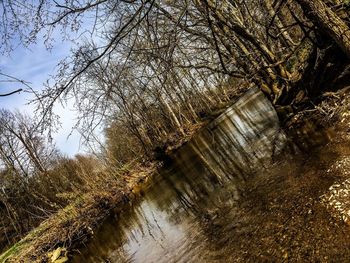 Reflection of trees in water