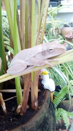 Close-up of a lizard