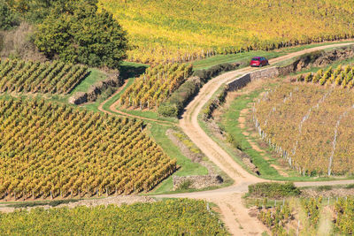 High angle view of agricultural field