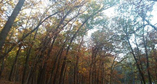 Low angle view of trees in forest