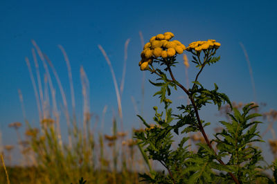 Low angle view of yellow flowering plant against sky