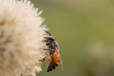 Close-up of bee pollinating on flower