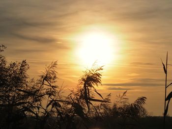 Low angle view of silhouette plants against sunset sky