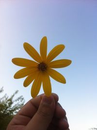 Close-up of hand holding yellow flower against sky