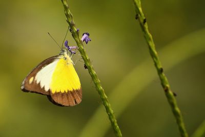 Close-up of butterfly pollinating on flower