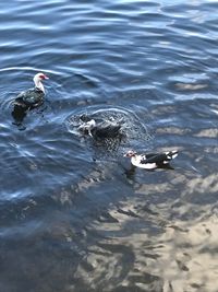 High angle view of ducks swimming in lake