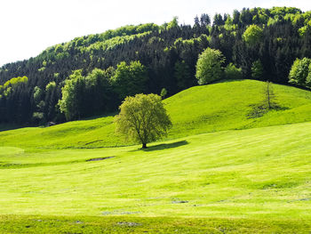 Green tree on field against sky