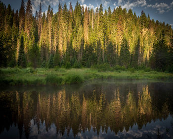 Panoramic view of pine trees in lake