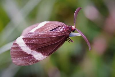 Close-up of insect on flower