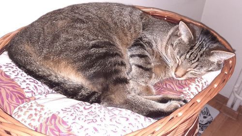 Close-up of a cat sleeping