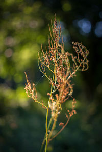 Close-up of plant