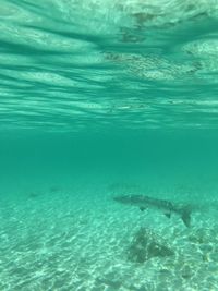 Fish swimming in sea
