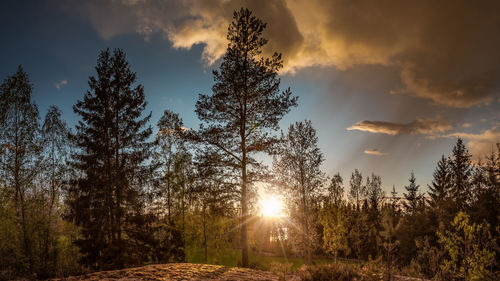 Sunlight streaming through trees in forest during sunset