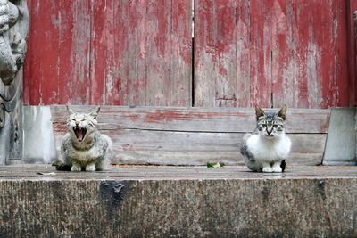 Portrait of cat sitting on wood