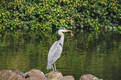 View of bird on rock by lake