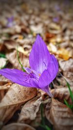 Close-up of purple crocus