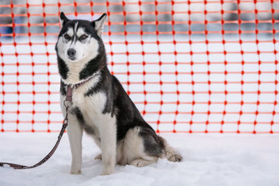 View of a dog looking away