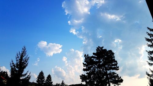 Low angle view of trees against sky