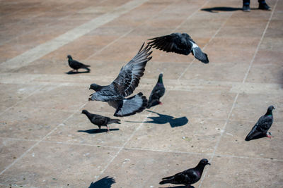 High angle view of pigeons on tiled floor
