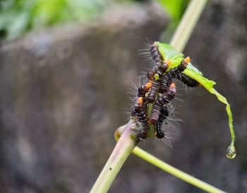 Close-up of insect on leaf