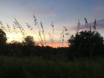 Scenic view of field against sky at sunset