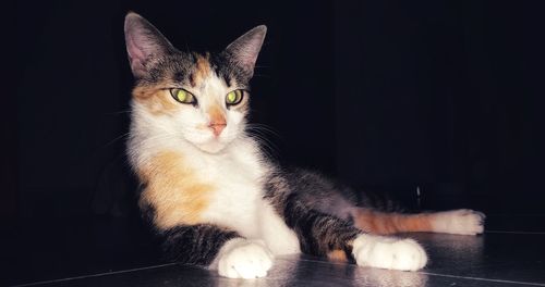 Close-up portrait of a cat