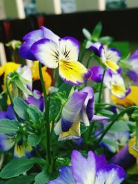 Close-up of purple flowers blooming outdoors