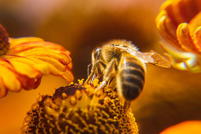 Close-up of bee pollinating on flower