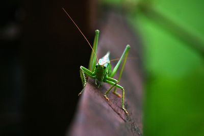 Close-up of grasshopper on railing