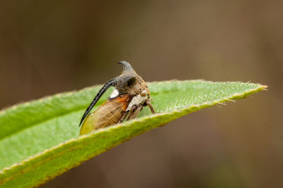 Close-up of insect on leaf