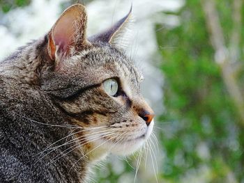 Close-up of cat