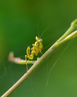 Close-up of insect on plant