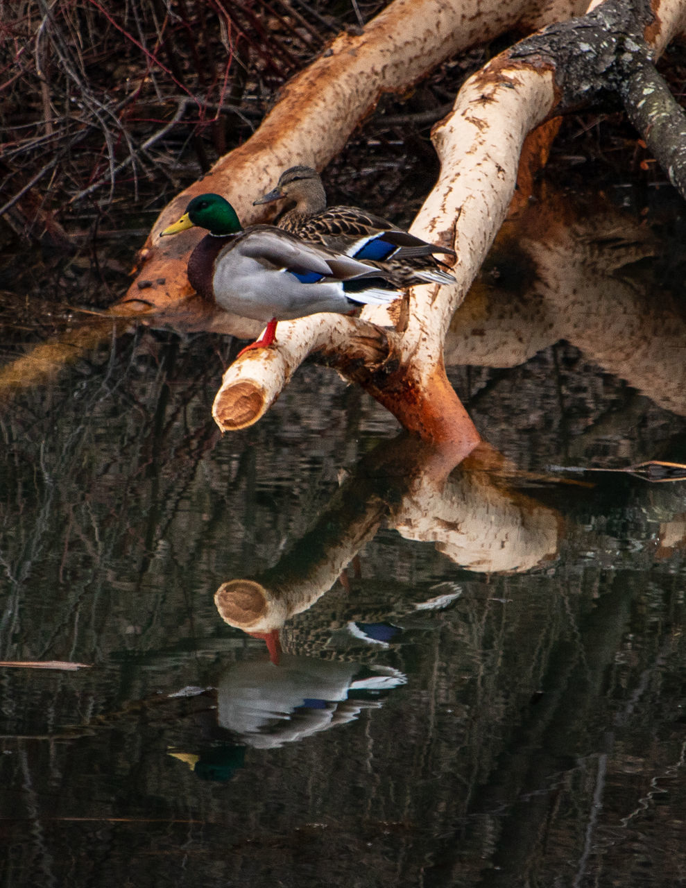 HIGH ANGLE VIEW OF DUCKS ON TREE BRANCH
