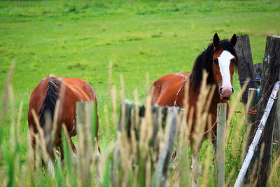 Horses grazing on field