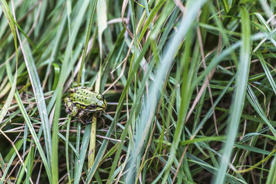 Close-up of frog on grass