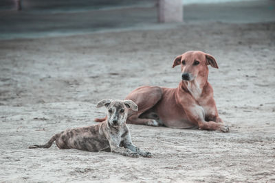 Dogs sitting on a land